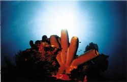 squirrelfish, aquarium, utila - bay islands/honduras, nik... by Michael Nehyba 